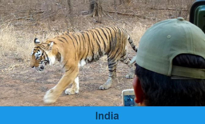 India - Safaris