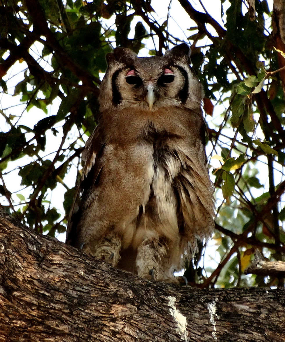 Zambia - Birding