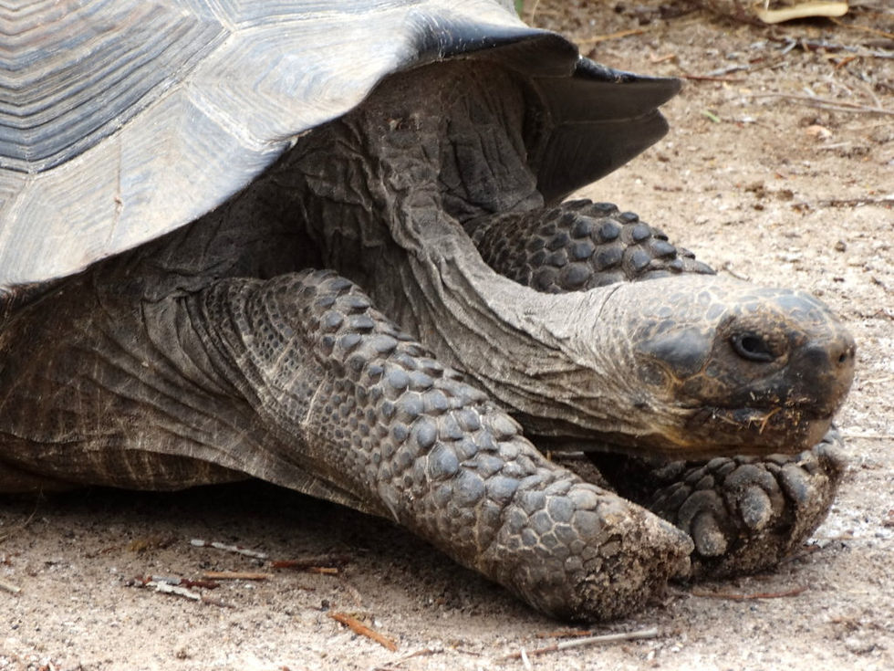 Ecuador - Galapagos