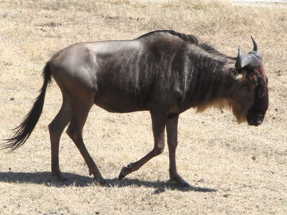 Tanzania