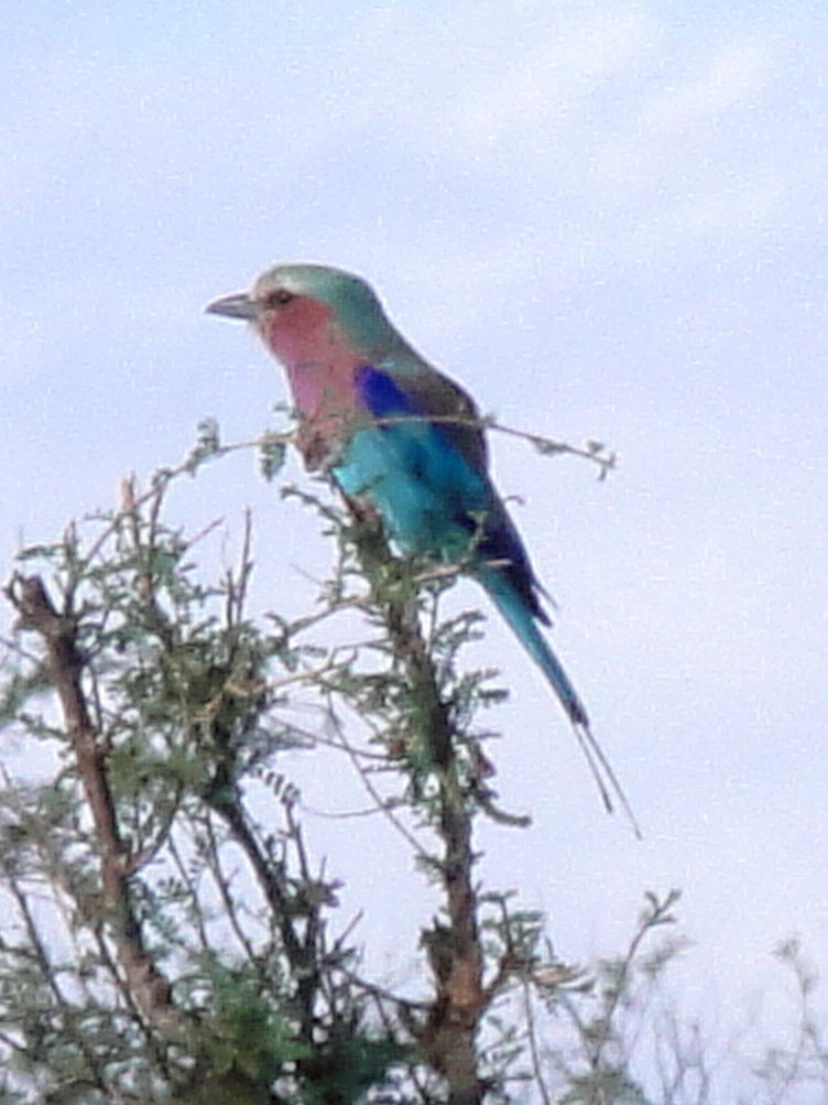 Tanzania - Serengeti NP