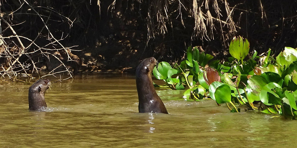 Brazil - North Pantanal