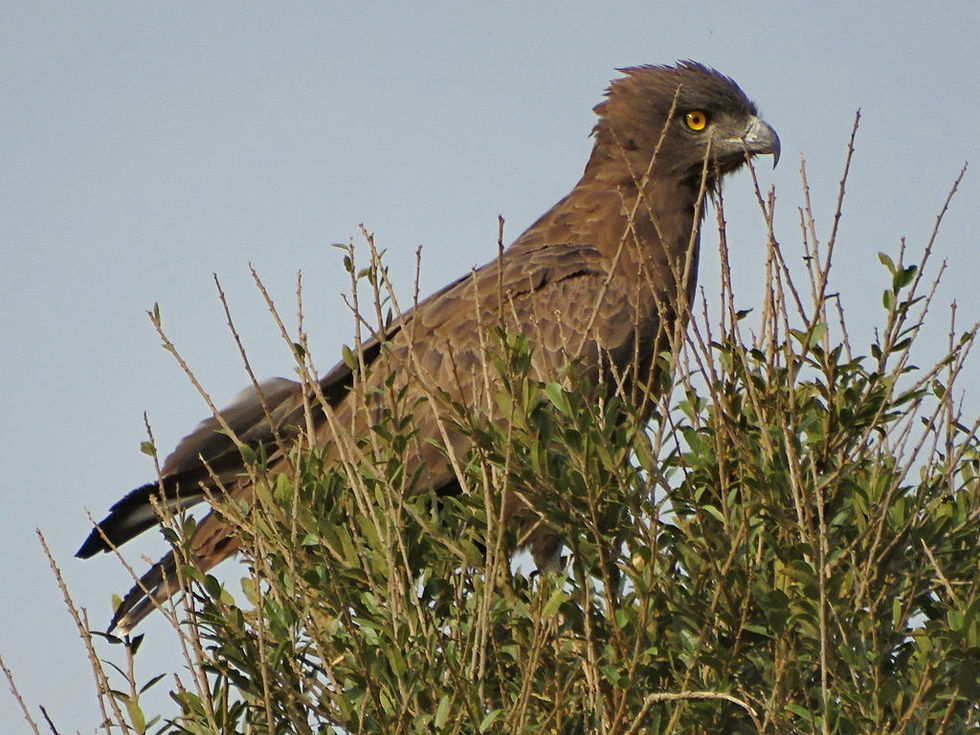 Uganda - Mboro NP