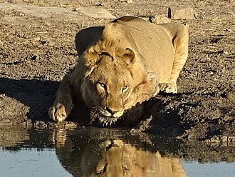 Namibia - Etosha NP