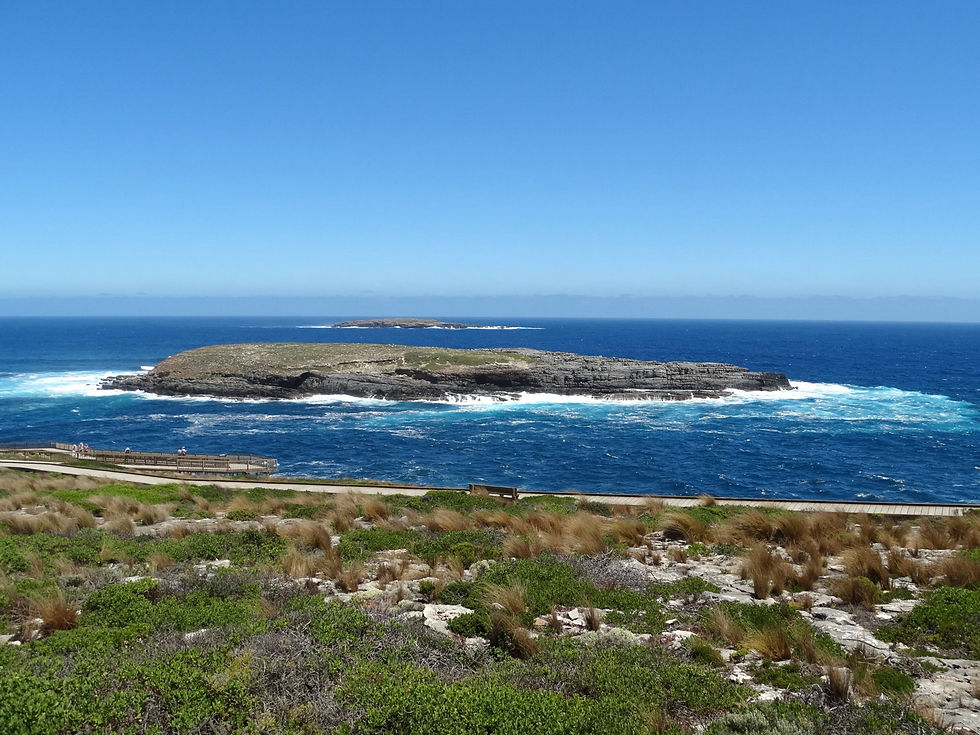 Australia - Kangaroo Isl15166-Flinders C