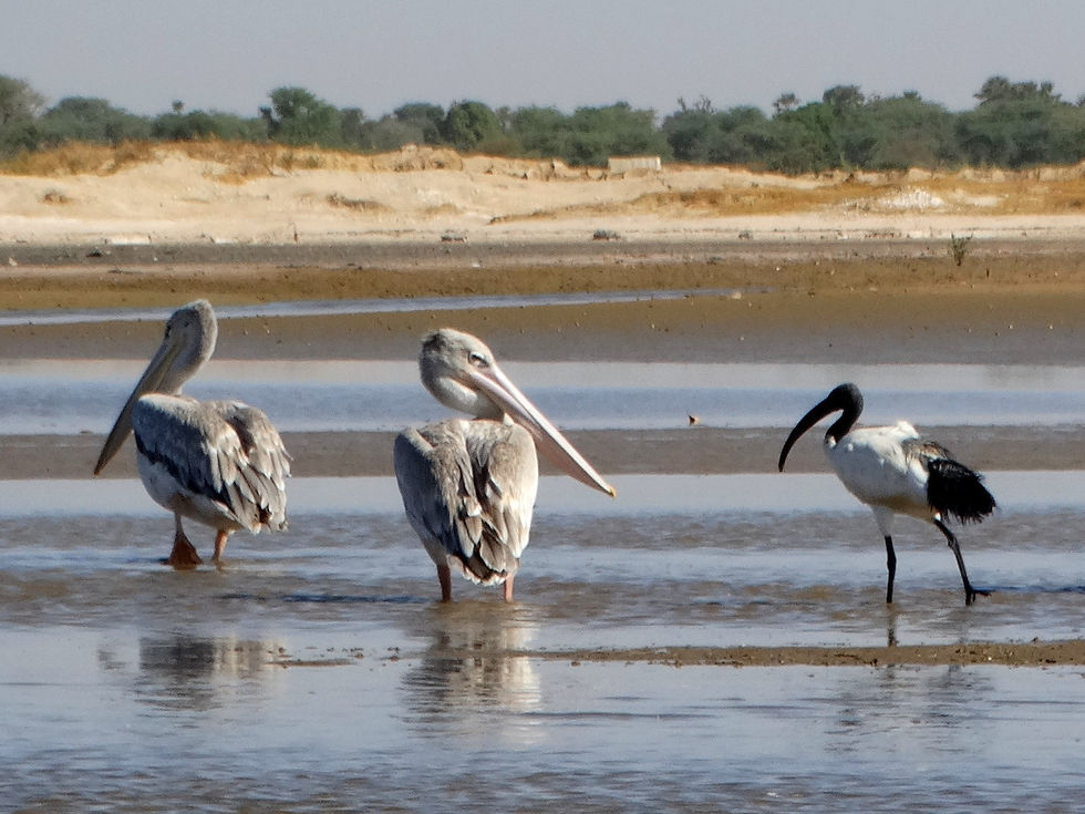 Senegal - Sine-Saloum Delta