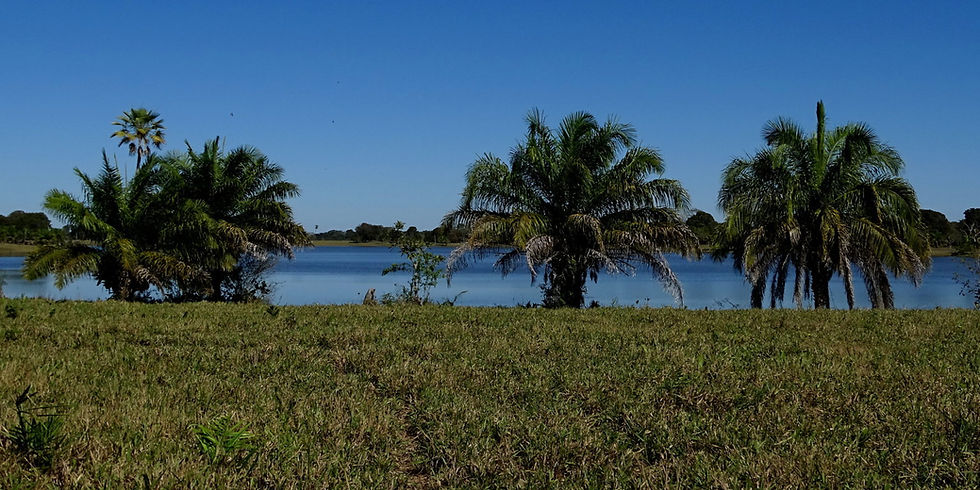 Brazil - South Pantanal