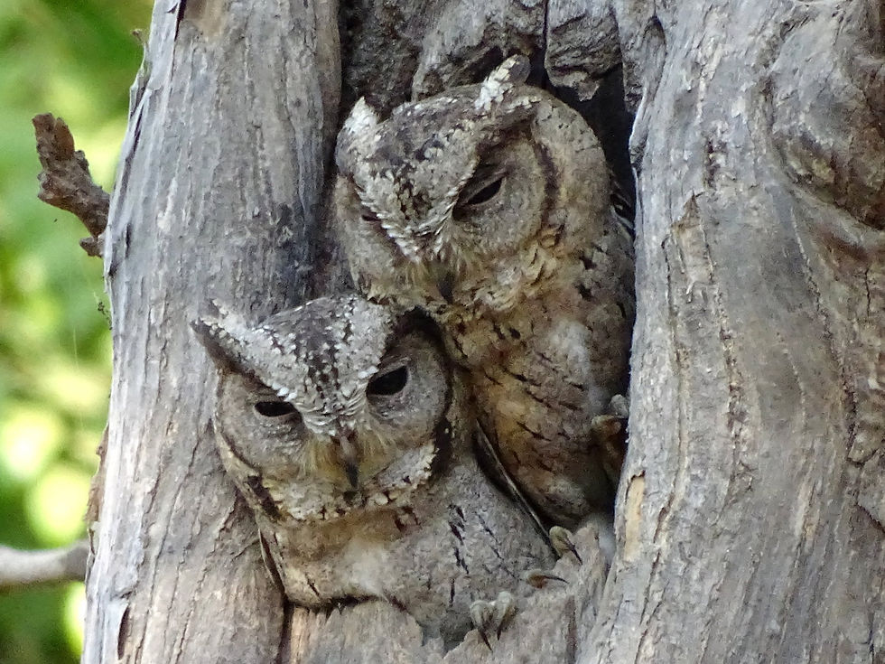 India - 2 owls