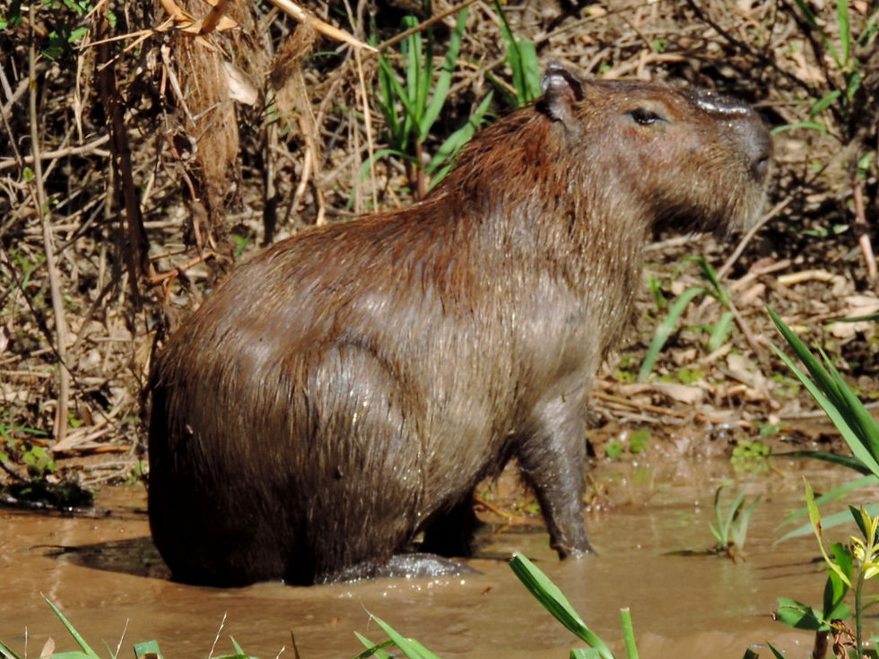 Brazil - North Pantanal