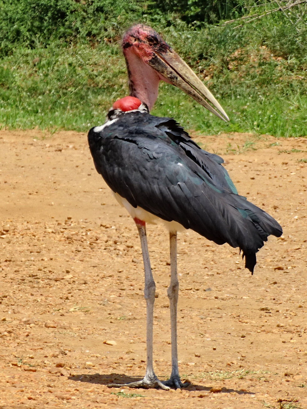Uganda - Murchison Falls NP