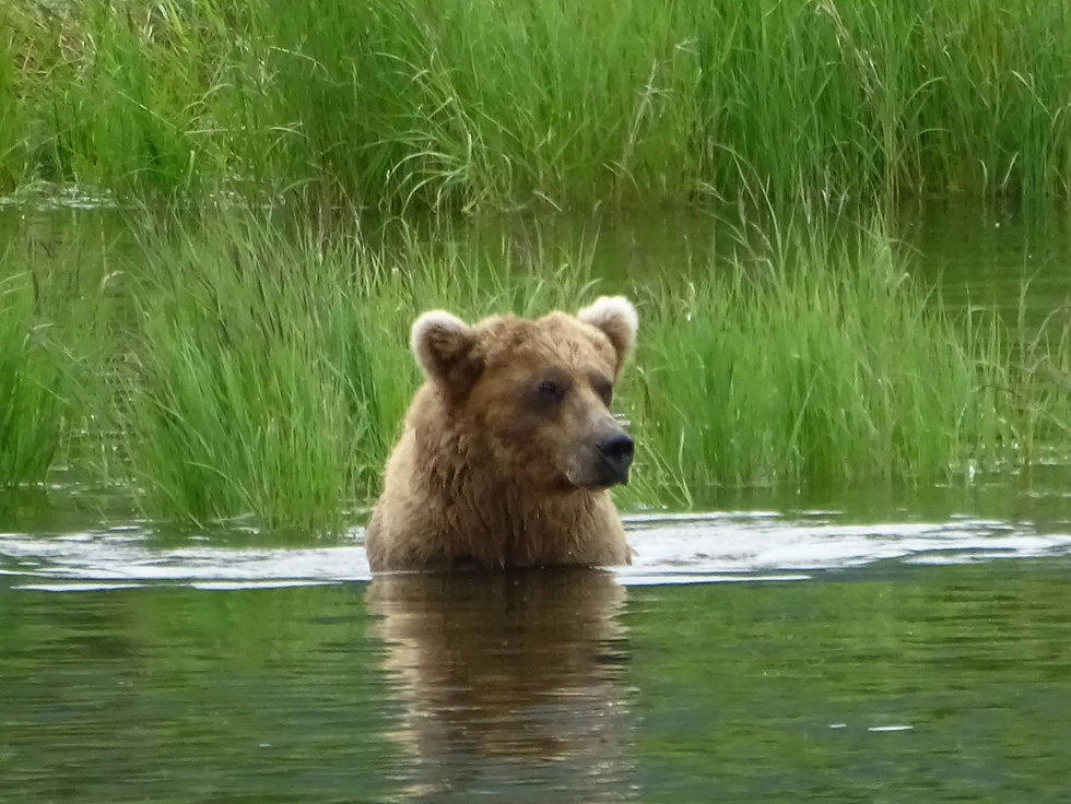 USA - Alaska - Katmai