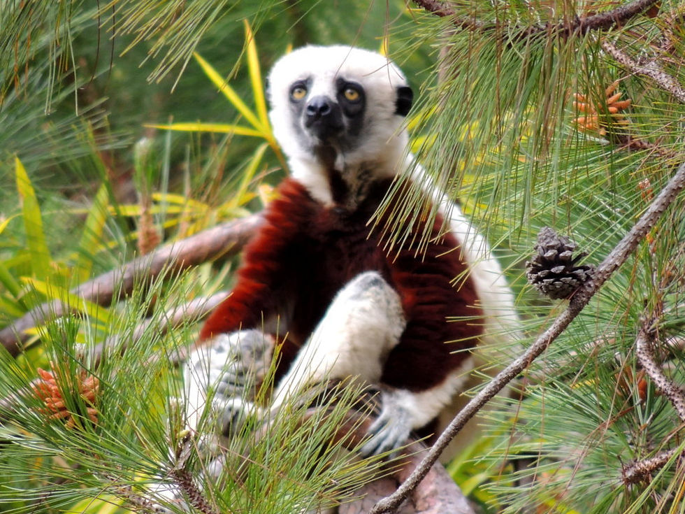 Madagascar - lemur