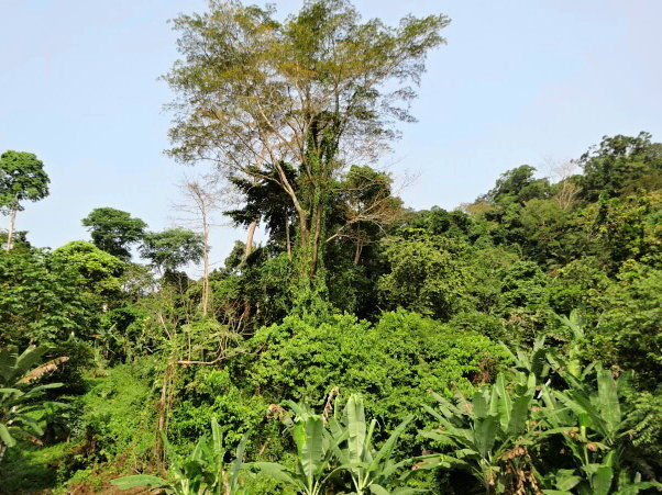 Equatorial Guinea