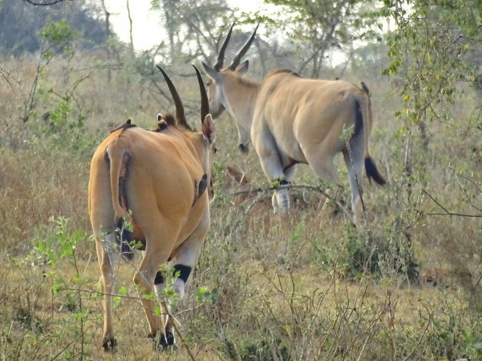 Uganda - Mboro NP