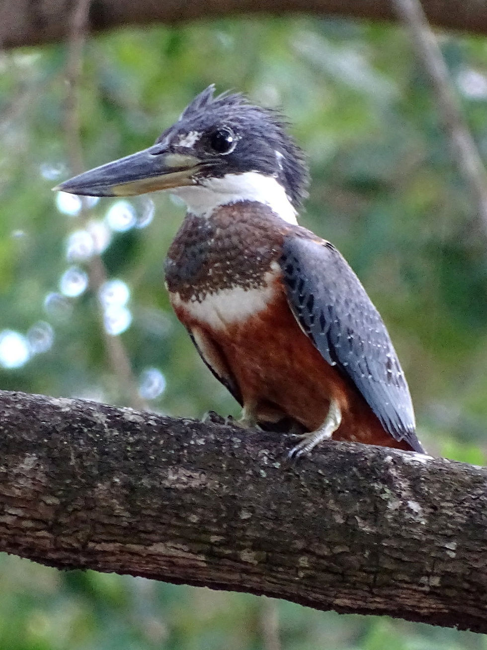 Suriname - Rainforest