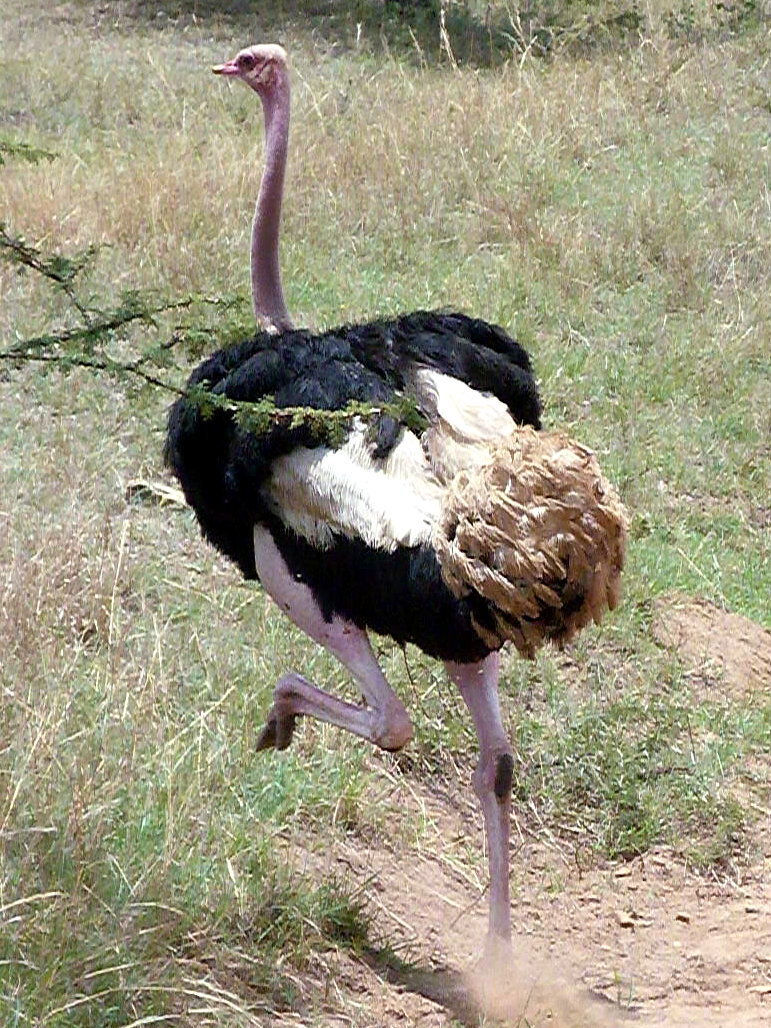 Tanzania - Serengeti NP