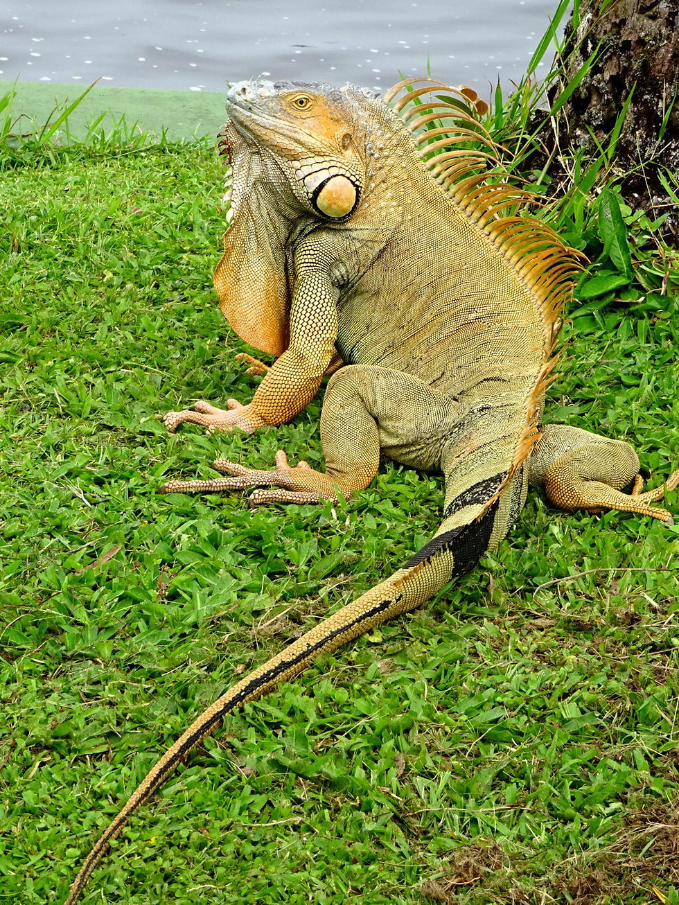 Costa Rica - Tortuguero