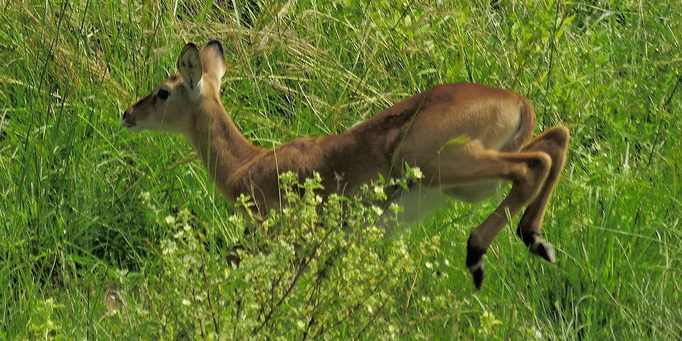 uganda - Murchison Falls NP