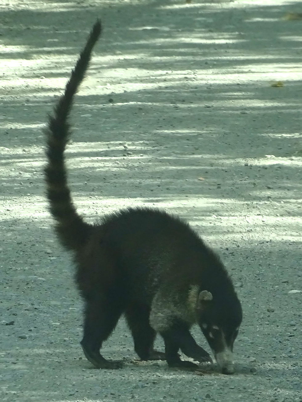 Costa Rica - Osa Peninsula