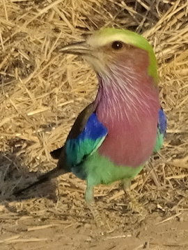 Namibia - Etosha NP