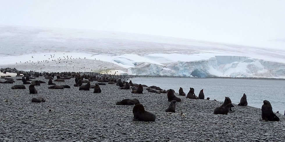 Antarctica - South Orkney islands
