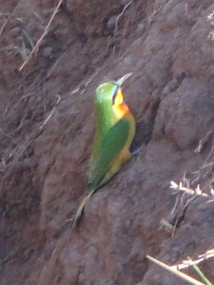 Tanzania - Serengeti NP