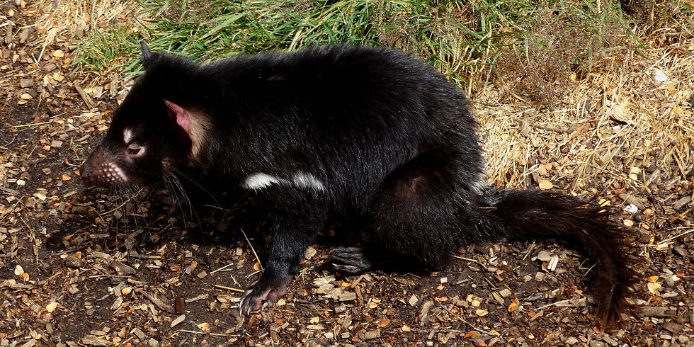 Australia - Tasmania - Highlands