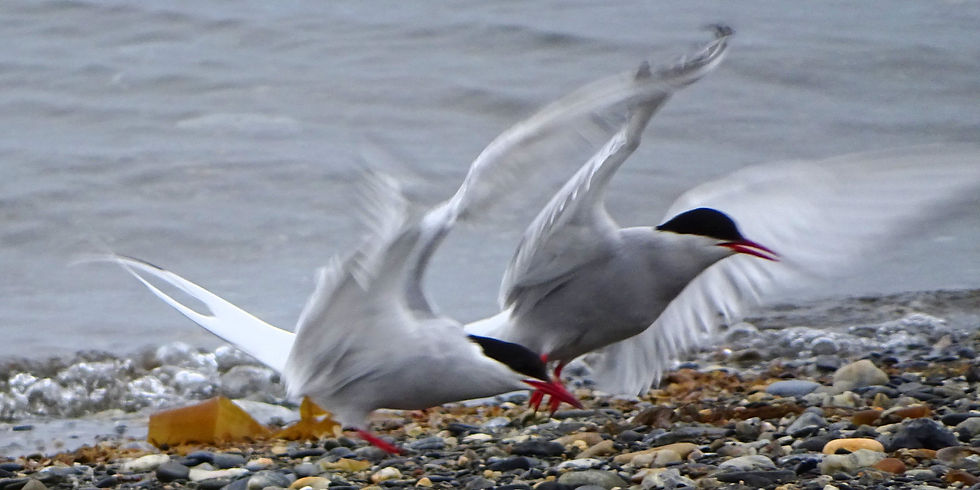 Norway - Svalbard