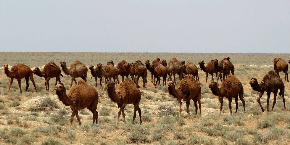 Turkmenistan - Karakum Desert