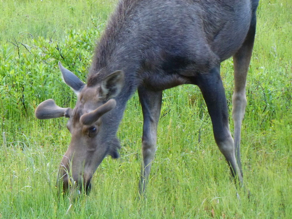 USA, Alaska