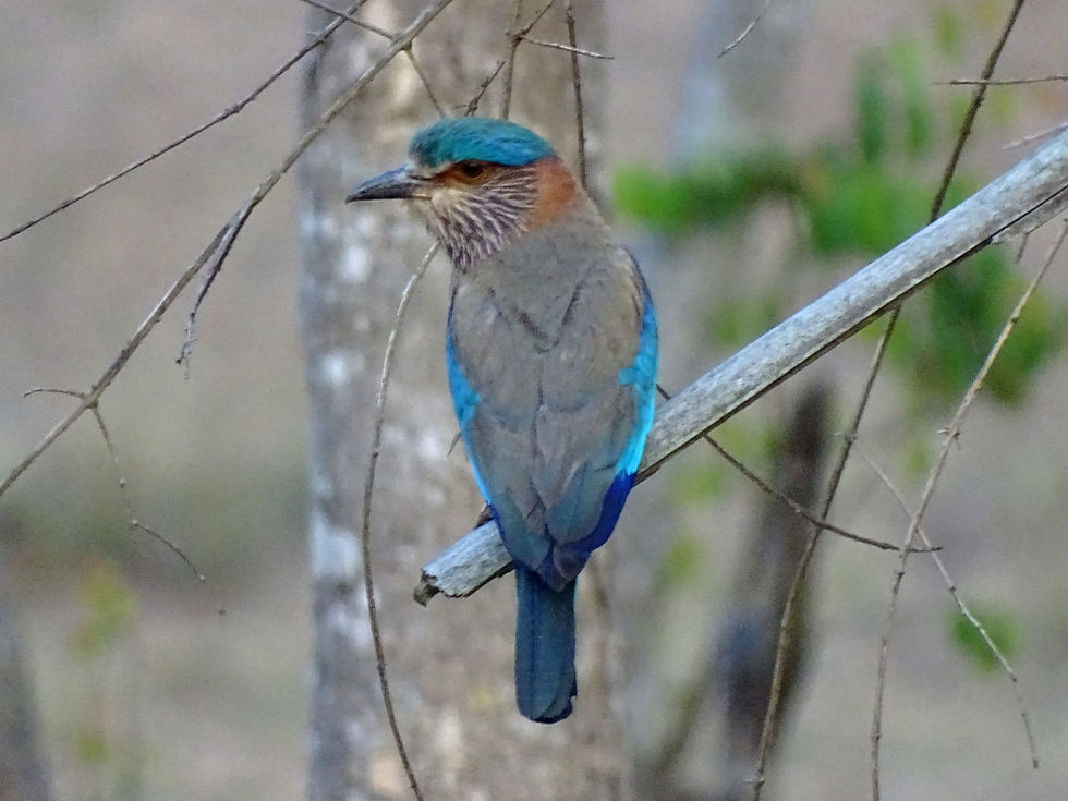 India - Karnataka - Bandipur