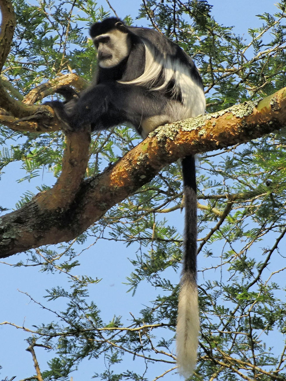 Uganda - Queen Elizabeth NP