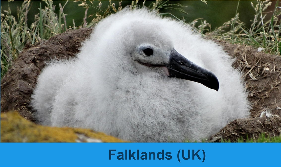 UK - Falklands