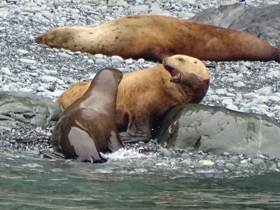 USA - Alaska - around Valdez