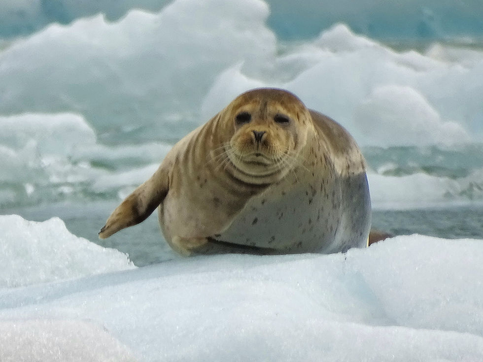 USA - Alaska