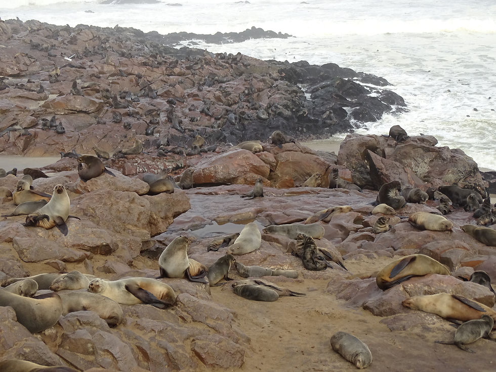 Namibia -Cape Cross - Seals