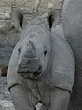 Namibia - Etosha NP