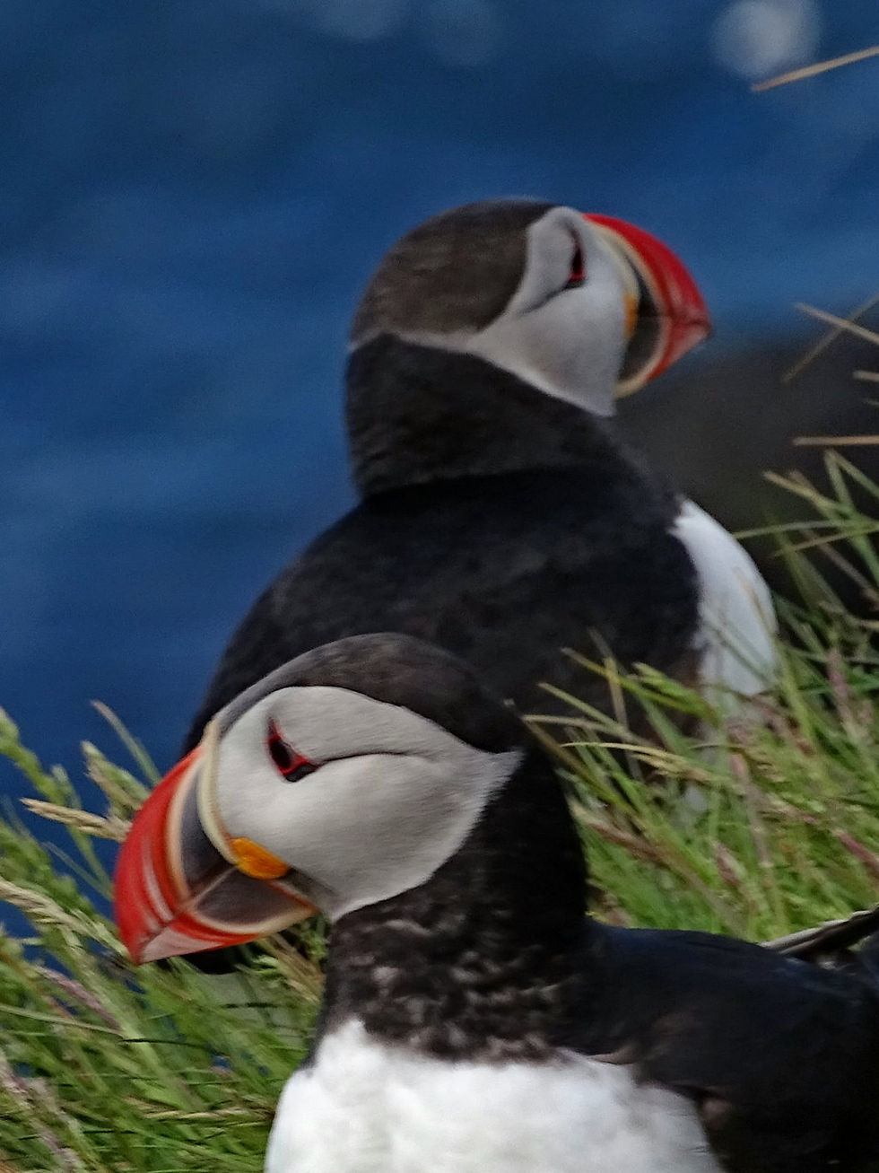 Iceland - WestFjords