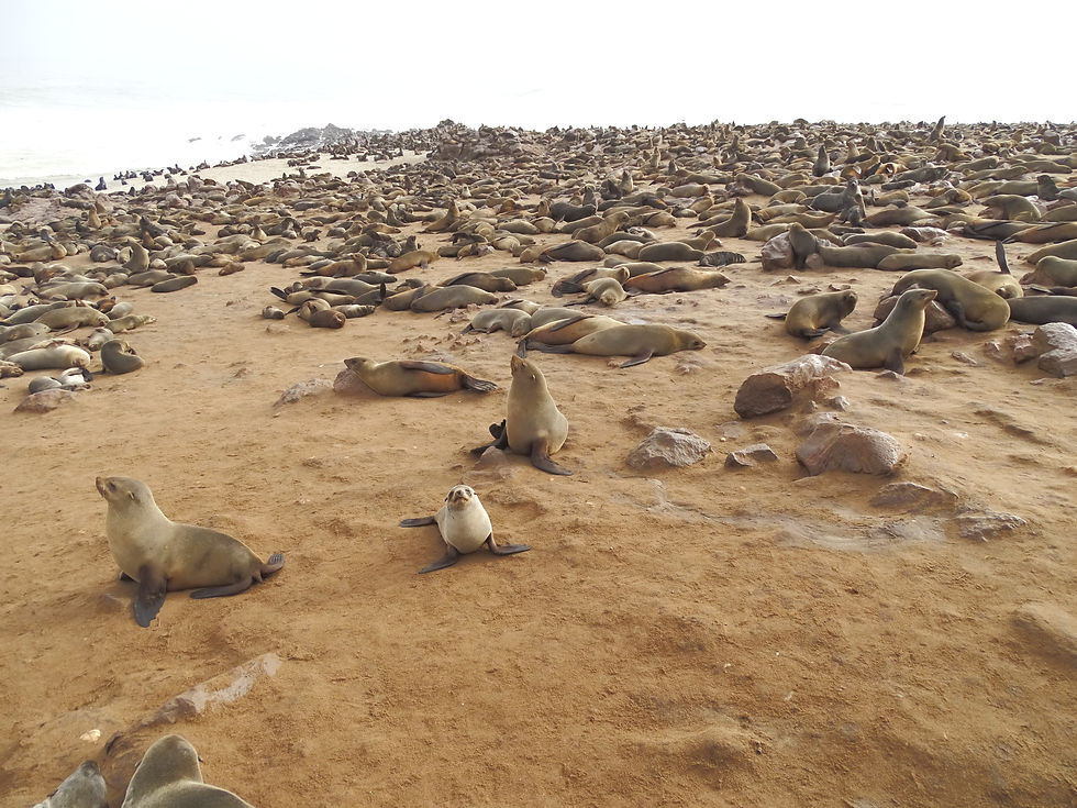 Namibia -Cape Cross - Seals