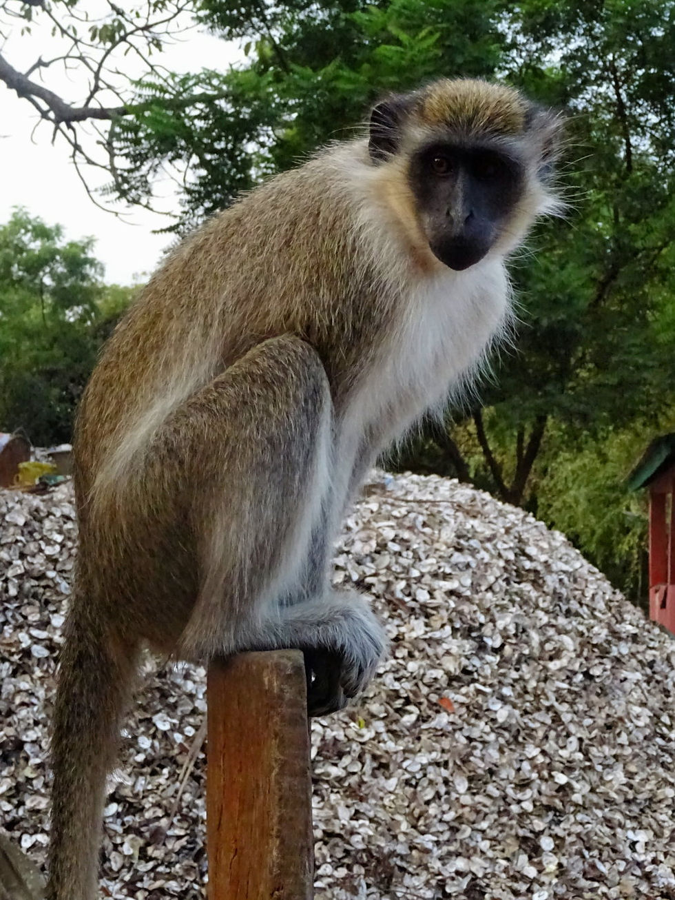 Gambia - around Banjul