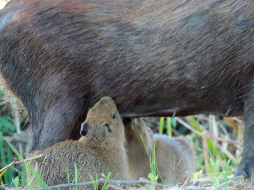 Brazil - North Pantanal