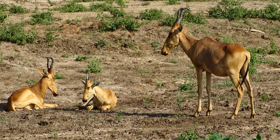 uganda - Murchison Falls NP
