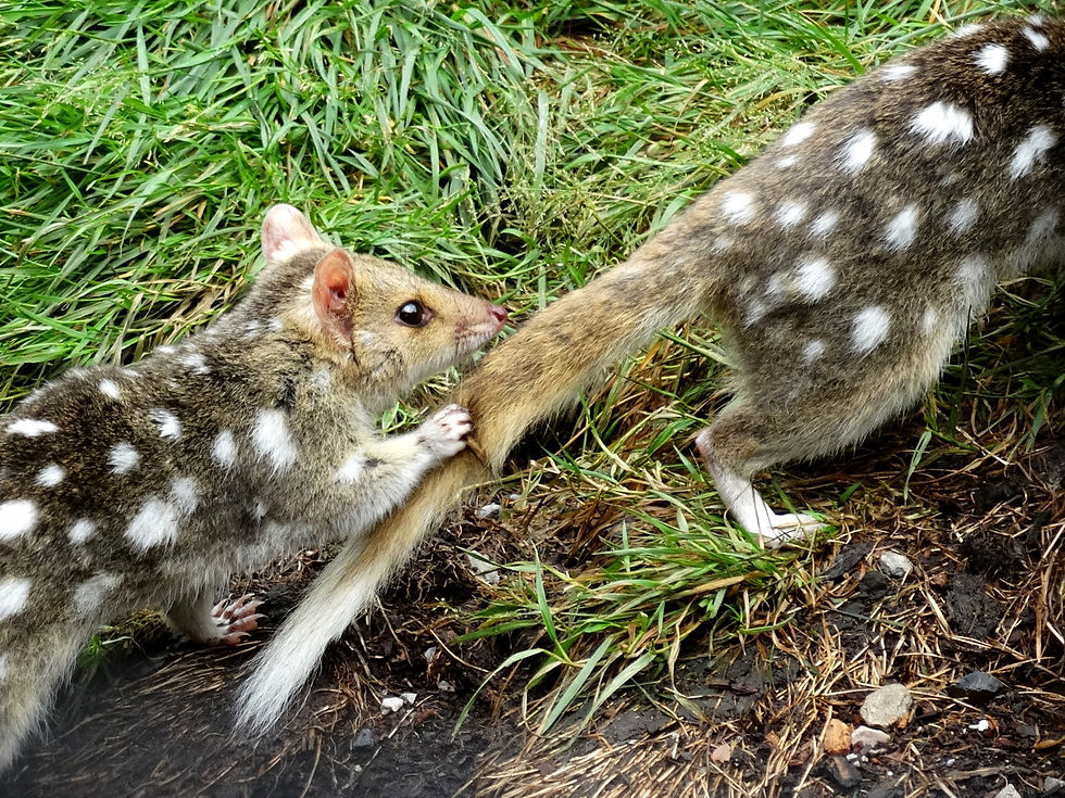 Australia - Tasmania - Highlands