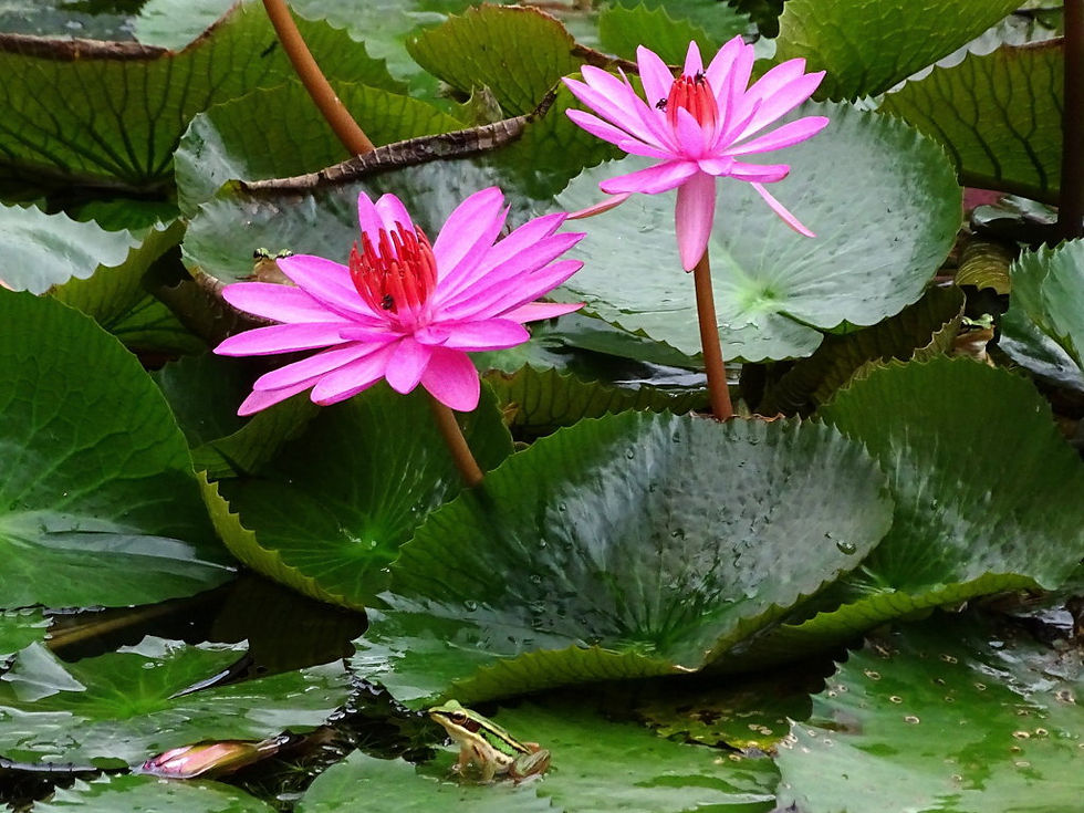 Malaysia - Langkawi Island