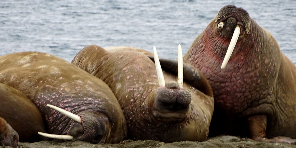 Norway - Svalbard