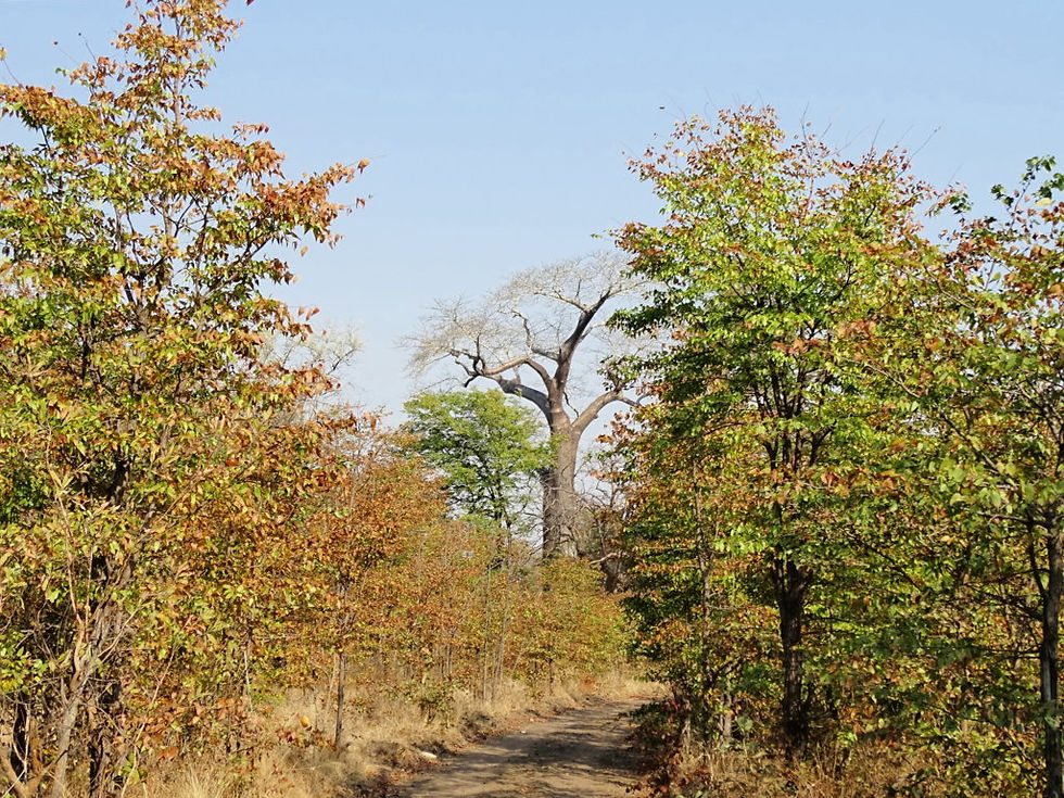Malawi - Liwonde Nat Park
