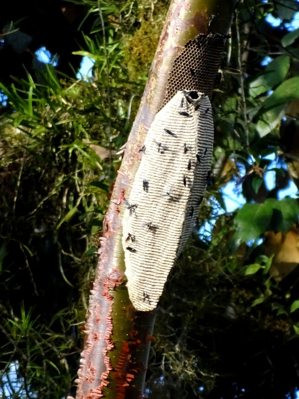 Costa Rica - Limon Prov62841- Pacuare Lodge - Ave Sol suit.jpg