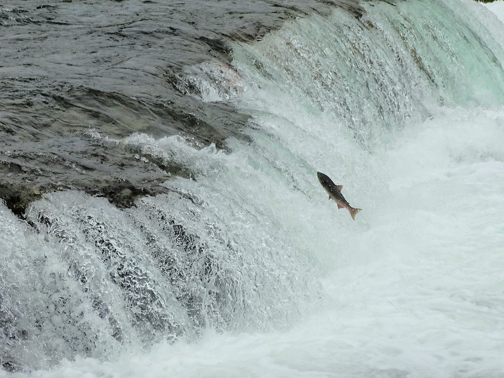USA - Alaska - Katmai