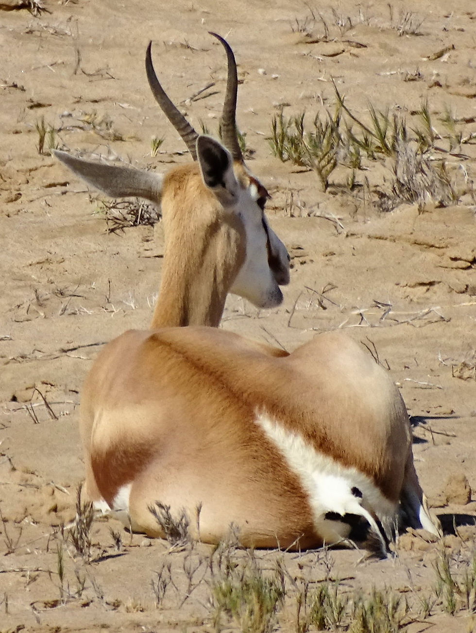 Namibia - Sandwich bay