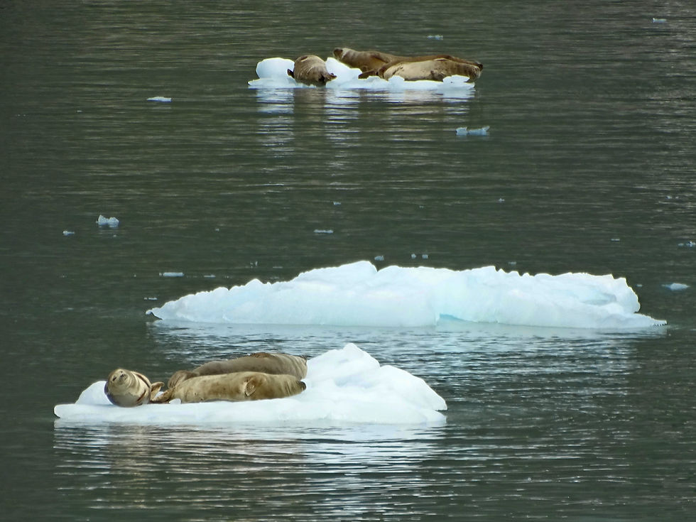 USA - Alaska - around Valdez